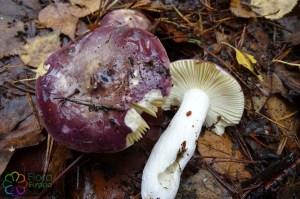 russula cearrulea (2) (1000 x 667).jpg_product_product_product_product